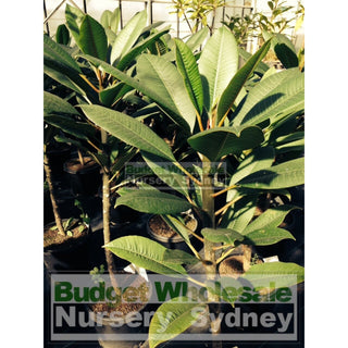 Frangipani 300Mm Pot Plumeria Plants