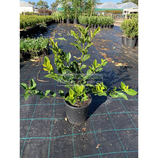 Gardenia Florida 200Mm Pot Plants