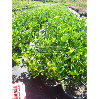 Gardenia Florida 200Mm Pot Plants