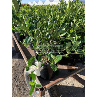 Gardenia Florida 200Mm Pot Plants