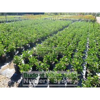 Gardenia Florida 200Mm Pot Plants