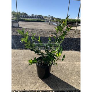 Gardenia Florida 200Mm Pot Plants