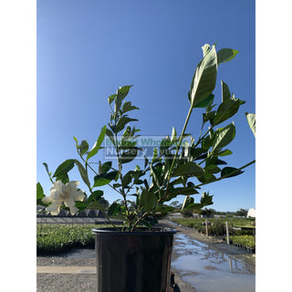 Gardenia Florida 200Mm Pot Plants