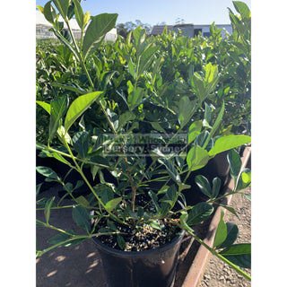 Gardenia Florida 200Mm Pot Plants
