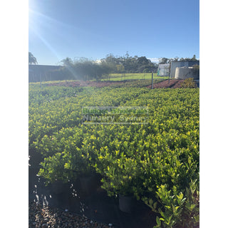 Gardenia Florida 200Mm Pot Plants