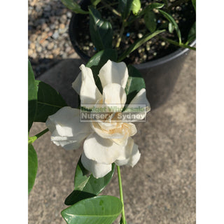 Gardenia Florida 200Mm Pot Plants