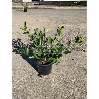 Gardenia Florida 200Mm Pot Plants