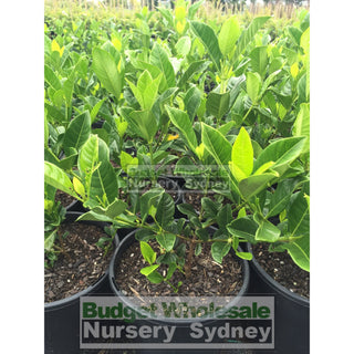 Gardenia Florida 200Mm Pot Plants