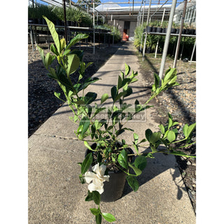 Gardenia Florida 200Mm Pot Plants