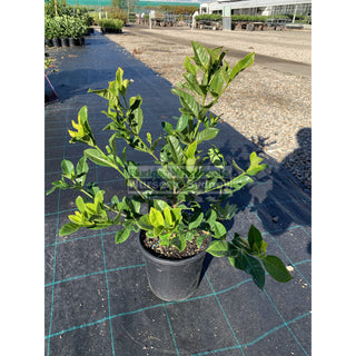 Gardenia Florida 200Mm Pot Plants