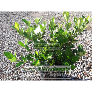 Gardenia Florida 200Mm Pot Plants