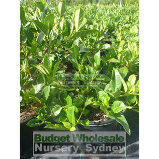 Gardenia Florida 200Mm Pot Plants
