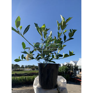 Gardenia Florida 200Mm Pot Plants