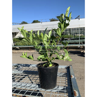 Gardenia Florida 200Mm Pot Plants