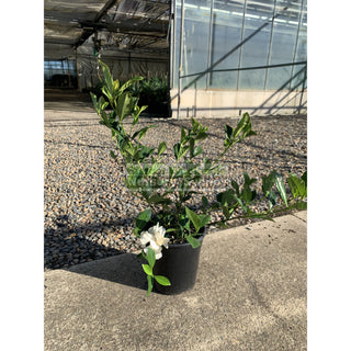 Gardenia Florida 200Mm Pot Plants