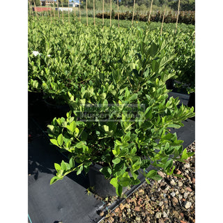 Gardenia Florida Advanced 300Mm Pot Plants