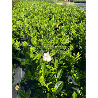 Gardenia Florida Advanced 300Mm Pot / 25L Plants