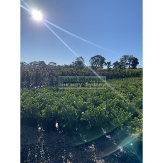 Gardenia Florida Advanced 300Mm Pot Plants