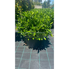 Gardenia Florida Super Advanced Xxl 400Mm Pot Plants