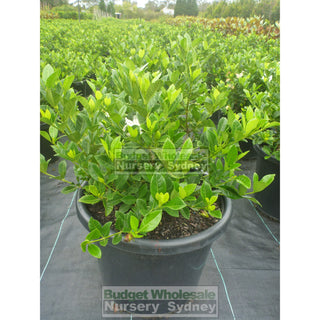 Gardenia Florida Xxl 400Mm Pot Plants