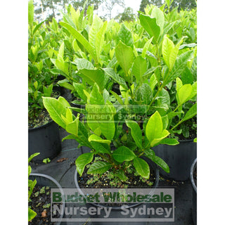 Gardenia Magnifica 200Mm Pot Plants