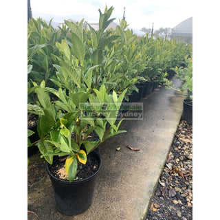 Gardenia Magnifica 200Mm Pot Plants