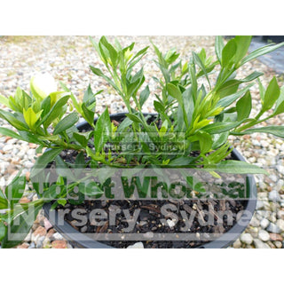 Gardenia Radicans 200Mm Pot Plants