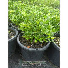 Gardenia Radicans 200Mm Pot Plants