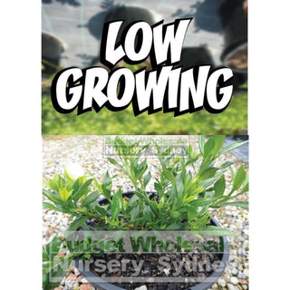 Gardenia Radicans 200Mm Pot Plants