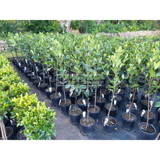 Gardenia Standards Small 200Mm Pots Default Type