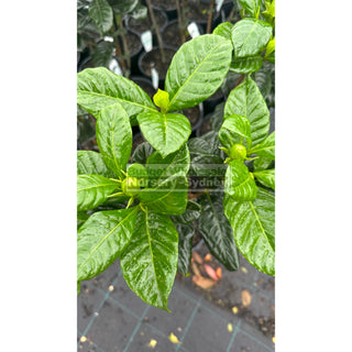 Gardenia Standards Small 200Mm Pots Default Type