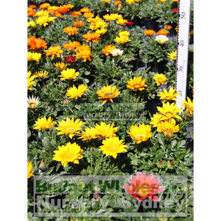 Gazania Hybrids 140Mm Pot Plants
