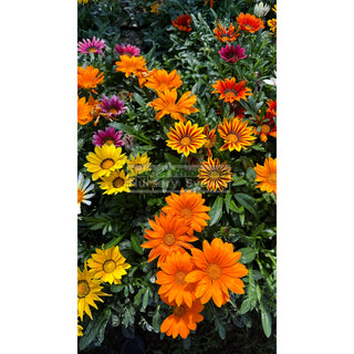Gazania Hybrids 140Mm Pot Plants