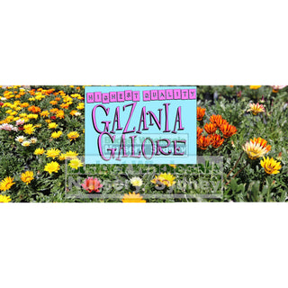 Gazania Hybrids 140Mm Pot Plants