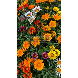 Gazania Hybrids 140Mm Pot Plants