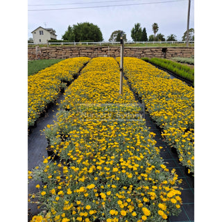 Gazania Tomentosa 140Mm Pot Plants