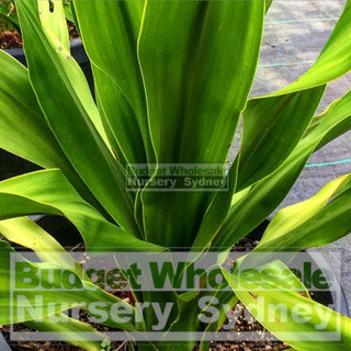 Giant Spear Lilly Large 400Mm Pot Doryanthes Palmeri Plants