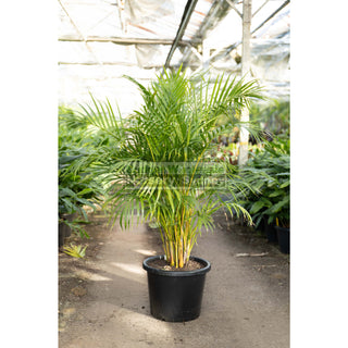 Golden Cane Palm 400Mm Pot 45L Bag Default Type