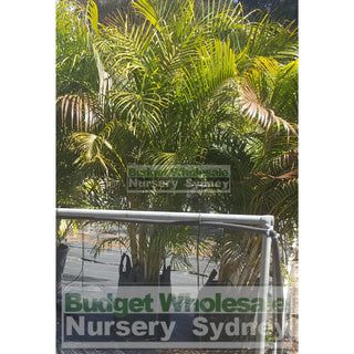 Golden Cane Palm 400Mm Pot 45L Bag Default Type