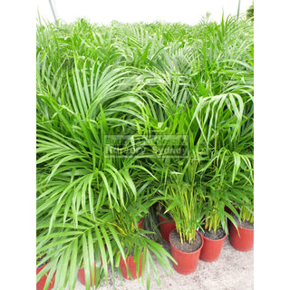 Golden Cane Palm Dypsis Lutescens 200Mm Default Type