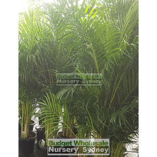 Golden Cane Palm Dypsis Lutescens 250Mm Pot Default Type