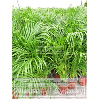 Golden Cane Palm Dypsis Lutescens 250Mm Pot Default Type