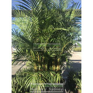 Golden Cane Palm Dypsis Lutescens 300Mm 25L Default Type