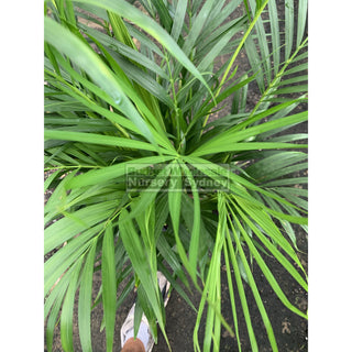 Golden Cane Palm Dypsis Lutescens 300Mm 25L Default Type