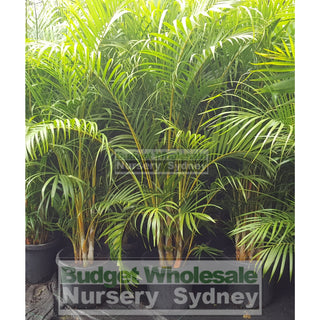 Golden Cane Palm Dypsis Lutescens 300Mm 25L Default Type