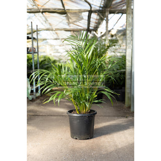 Golden Cane Palm Dypsis Lutescens 300Mm 25L Default Type