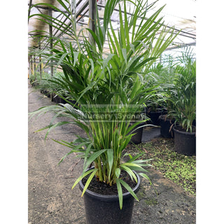 Golden Cane Palm Dypsis Lutescens 300Mm 25L Default Type