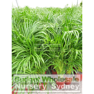 Golden Cane Palm Dypsis Lutescens 300Mm 25L Default Type