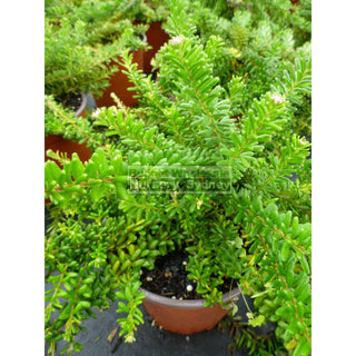 Grevillea Lanigera Mt Tamboritha 140Mm Pots Gift Card