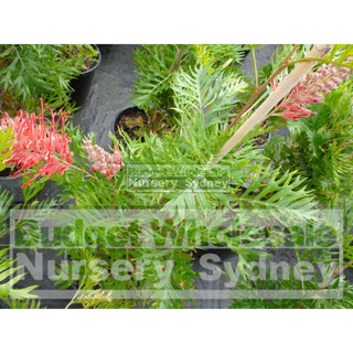 Grevillea Robyn Gordon 200Mm Pot. Plants